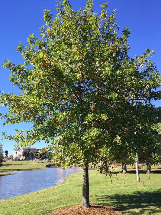 Oak - Nuttall
