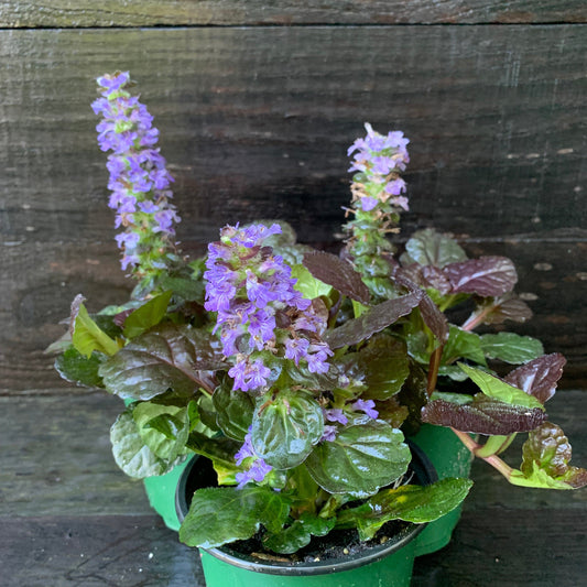 Black Scallop Bugleweed