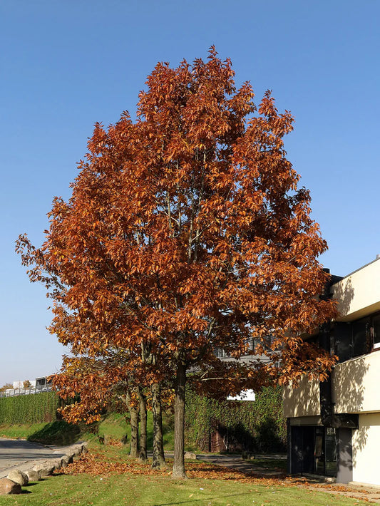 Oak - Northern Red