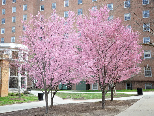 Cherry - Okame (Flowering)