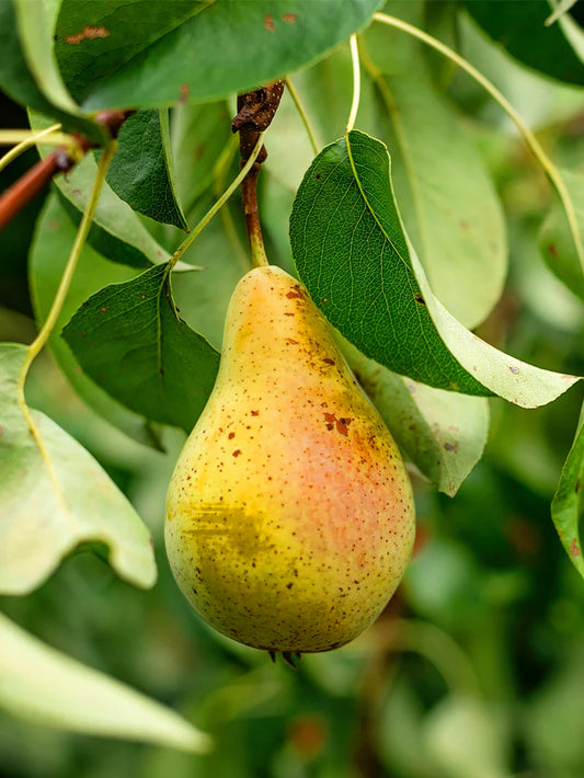 Pear Trees - Orient