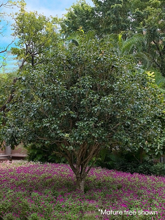 Osmanthus Fragrans - Tea Olive