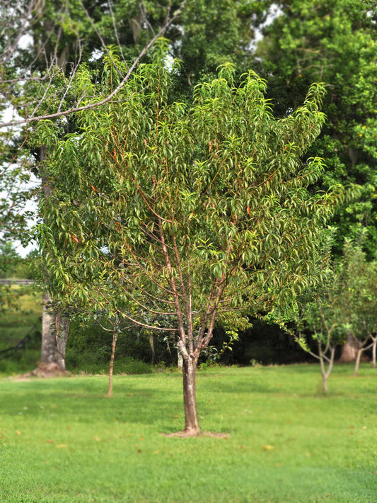 Peach Trees - Flordaking