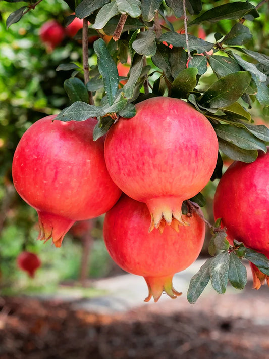 Pomegranate Trees - Parfianka