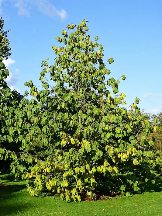 Paw Paw Trees - Seedling
