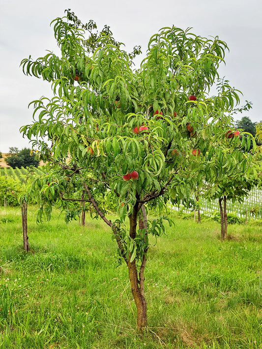 Peach Trees - Carolina Gold