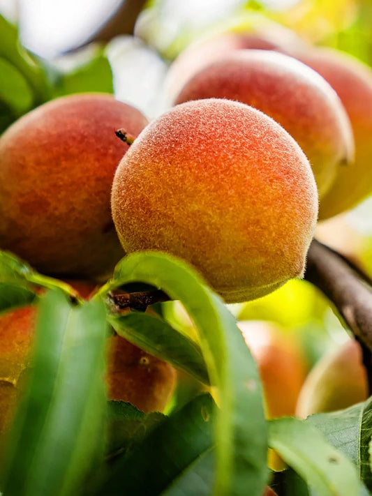 Peach Trees - Sam Houston