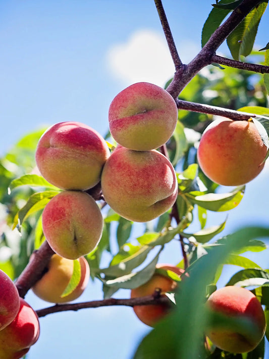 Peach Trees - White Hale