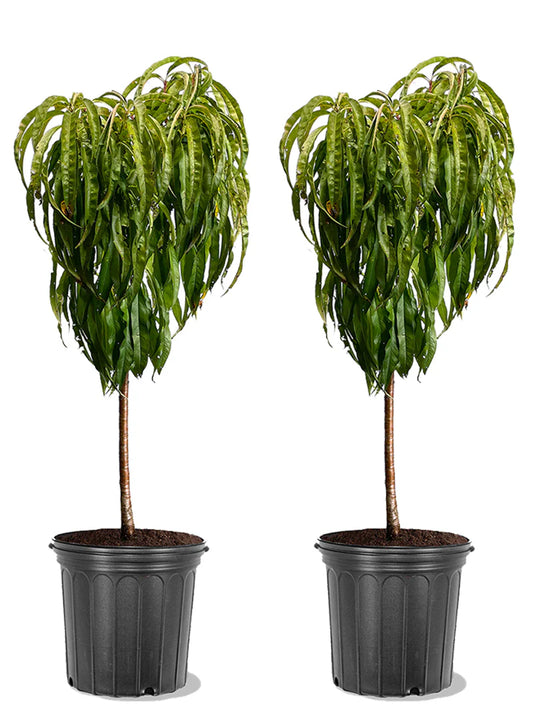 Peach Trees - Dwarf Bonanza Patio Peach