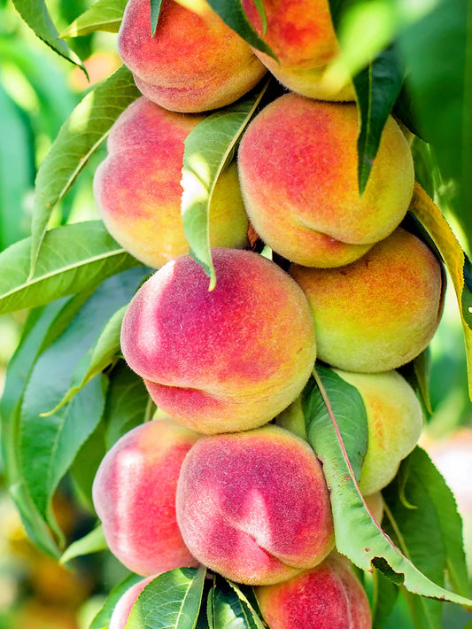 Peach Trees - Early Grande