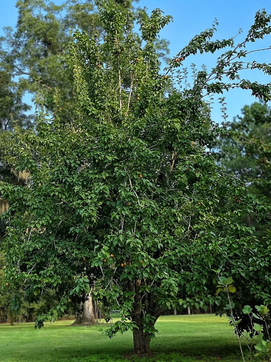 Pear Trees - Korean Giant