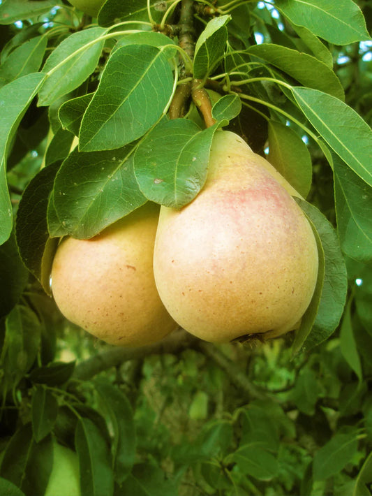 Pear Trees - Pineapple