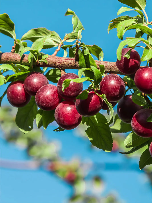 Plum Trees - Au Producer