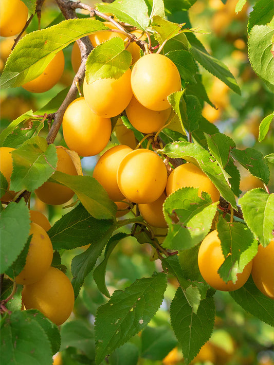 Plum Trees - Byron Gold