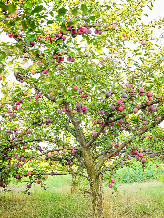 Plum Trees - Byron Gold