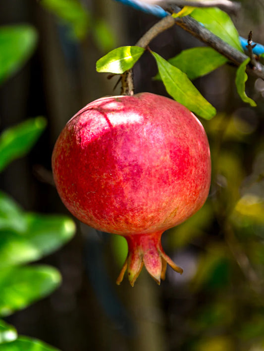 Pomegranate Trees - Russian #26