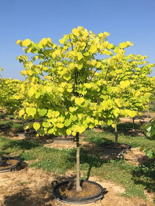 Redbud - Hearts of Gold