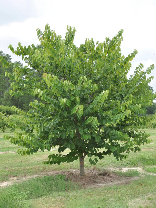 Redbud - Pink Pom Pom