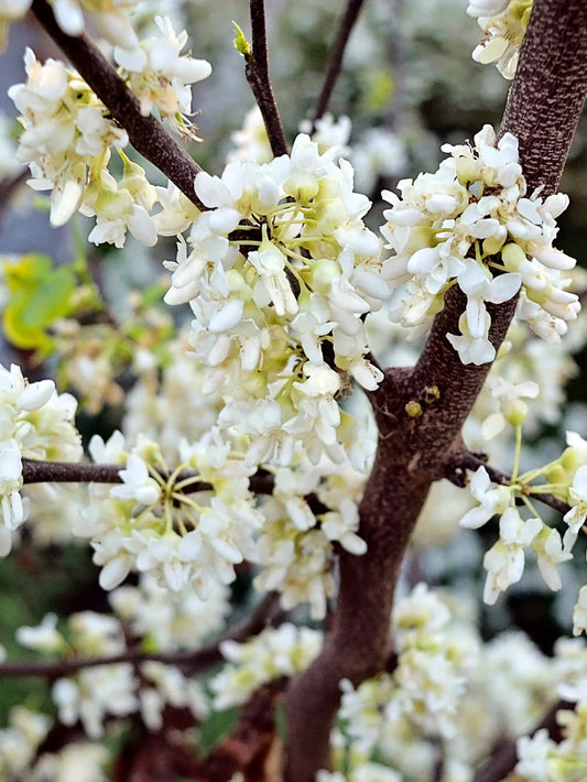 Redbud - Royal White