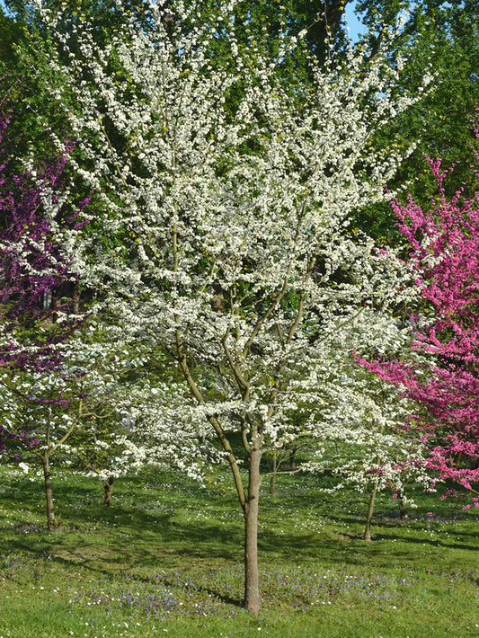 Redbud - Royal White