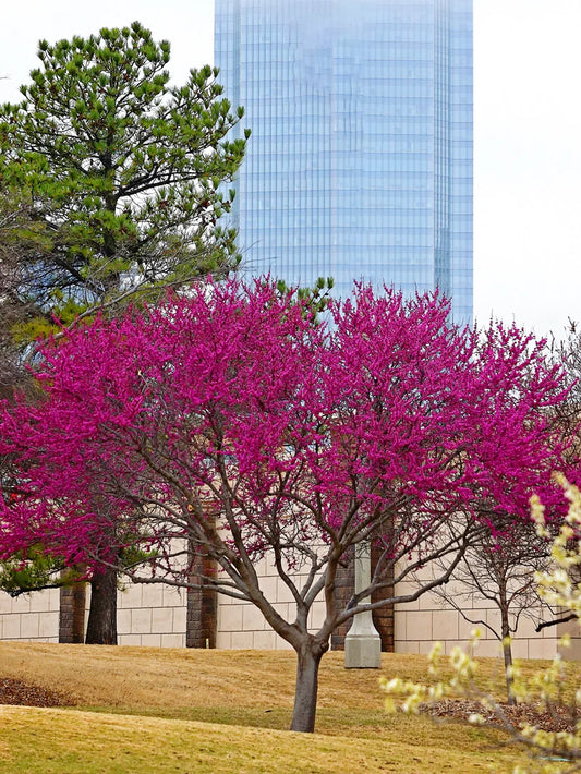 Redbud - Oklahoma