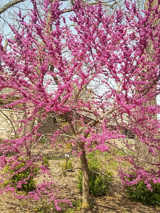 Redbud - Oklahoma