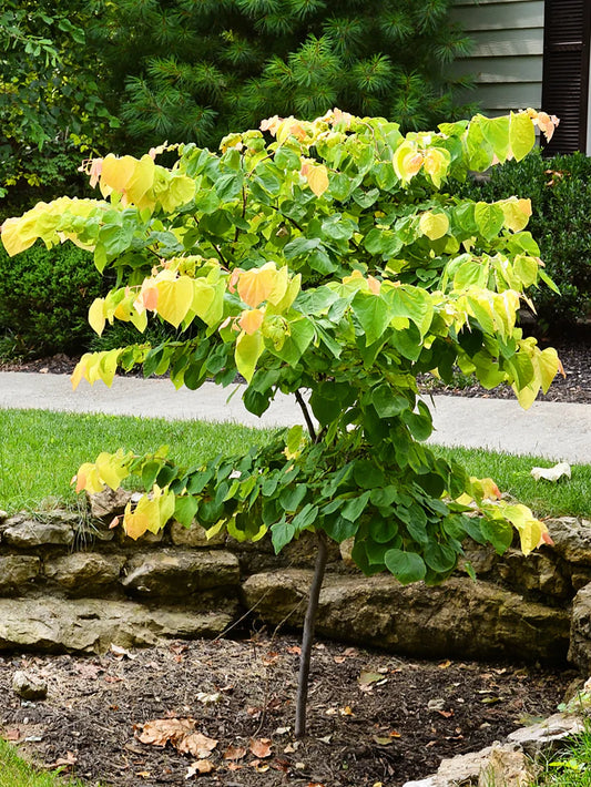 Redbud - Rising Sun