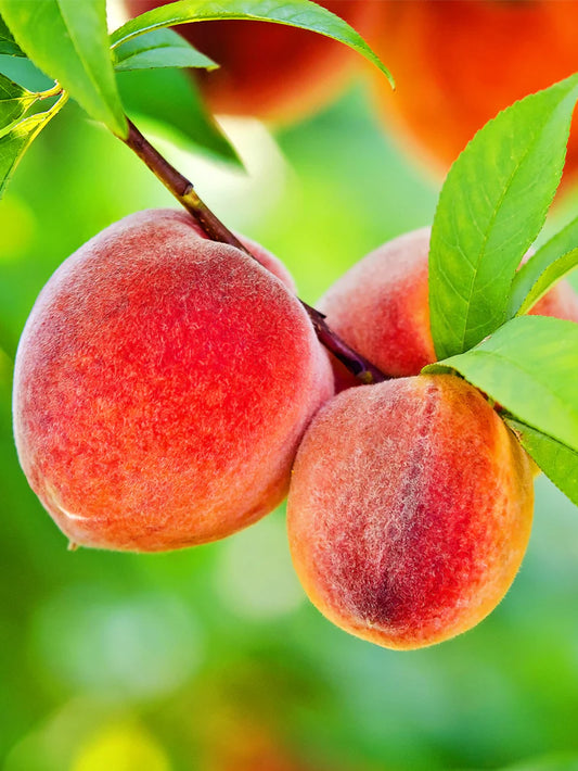 Peach Trees - Rio Grande
