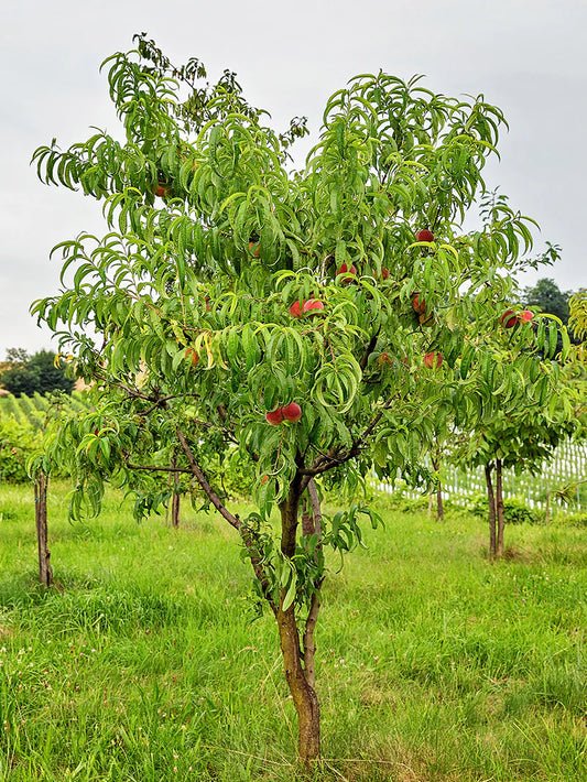 Peach Trees - Ruston Red