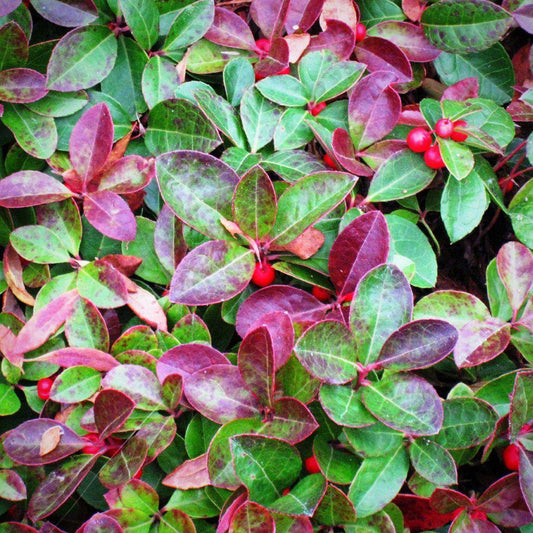 Gaultheria procumbens - Creeping Wintergreens, Eastern Tea Berry