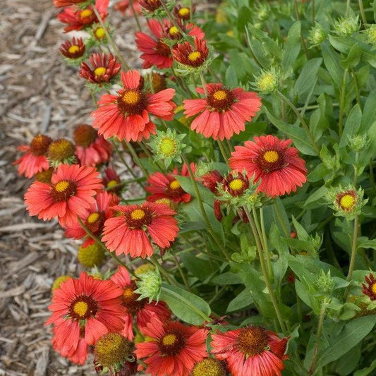 Gaillardia aristata 'Burgundy' - Burgundy Blanket Flower