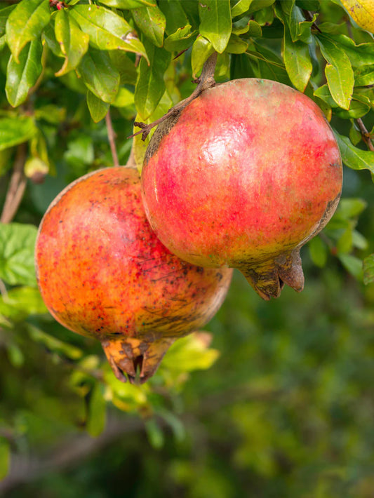 Pomegranate Trees - Salavatski
