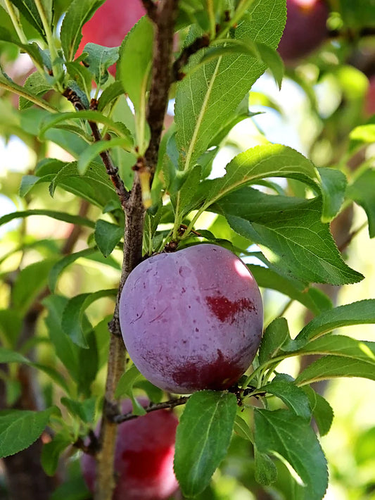 Plum Trees - Santa Rosa
