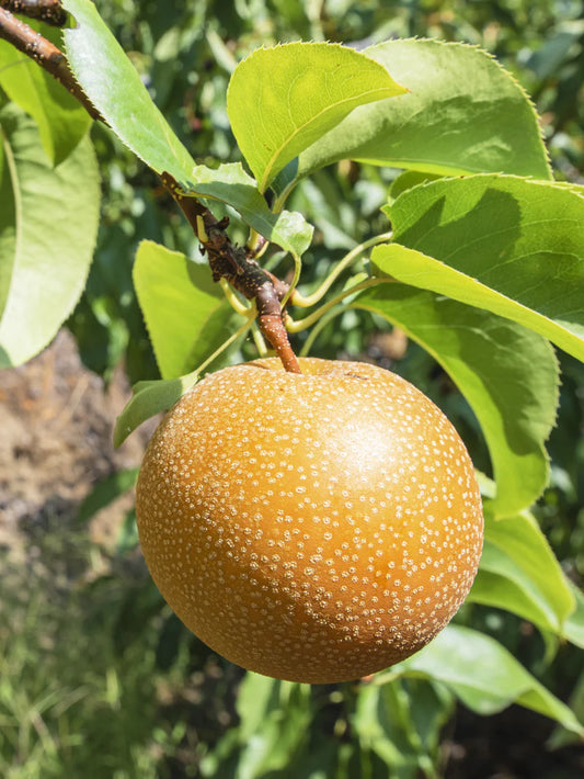 Pear Trees - Shinko