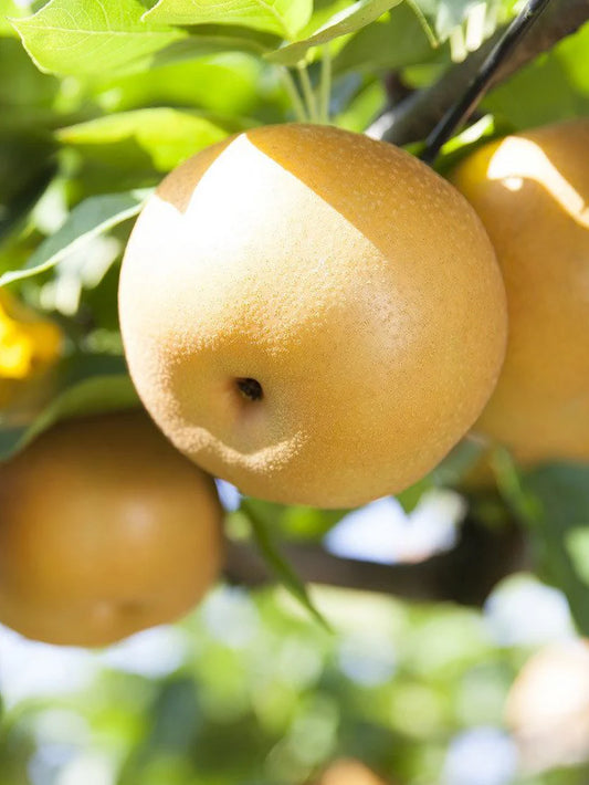 Pear Trees - Shinseiki