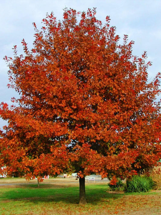 Oak - Shumard