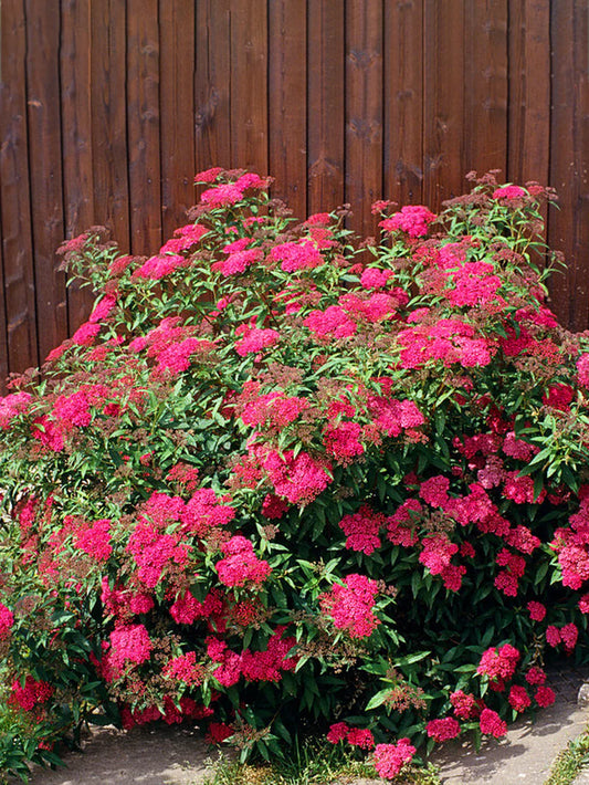 Spirea - Anthony Waterer