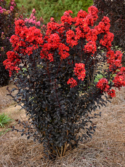 Crape Myrtle - First Editions® Sunset Magic™
