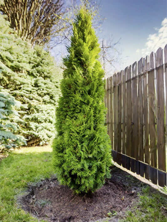 Arborvitae - Thuja American Pillar