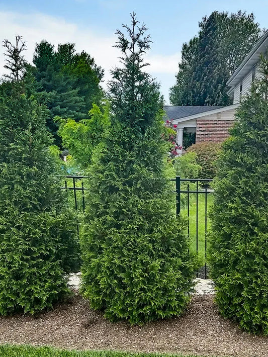 Arborvitae - Thuja Northern Spire