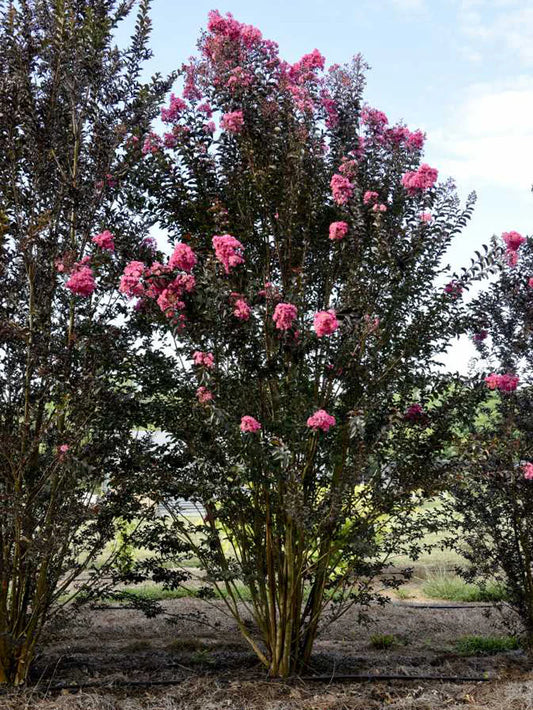 Crape Myrtle - First Editions® Twilight Magic™
