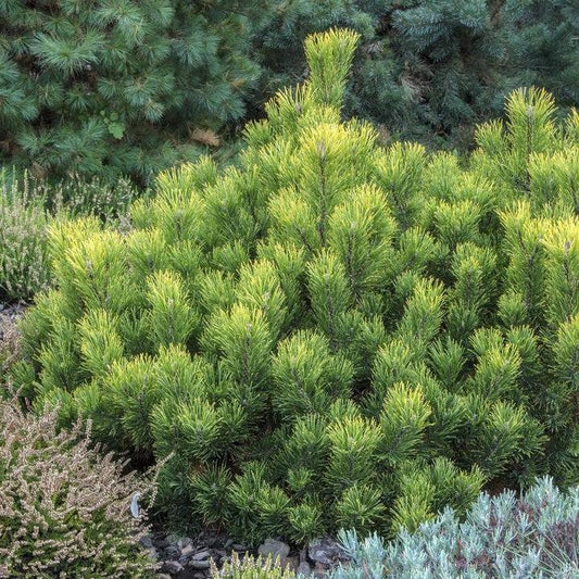 Pinus mugo var. mughus 'Enci' - Enci Dwarf Mugo Pine