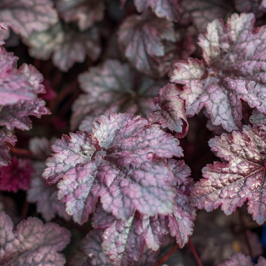 Plum Pudding Coral Bells, Heuchera
