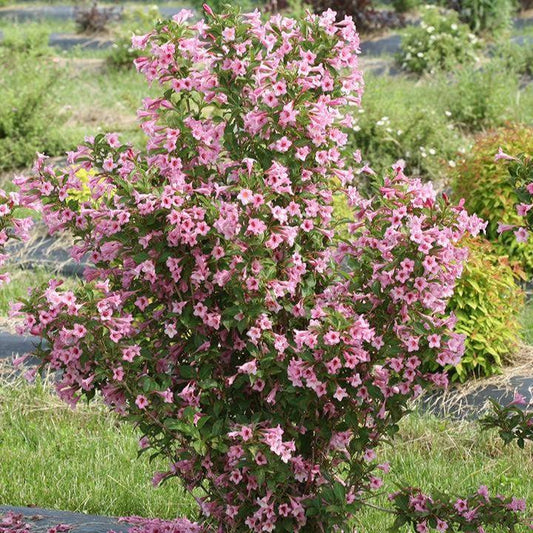 Weigela florida 'SMNWFRP' - PW® Sonic Bloom® Pure Pink Weigela