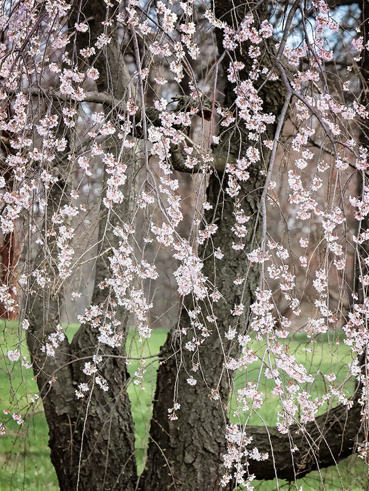 Cherry - Weeping Yoshino
