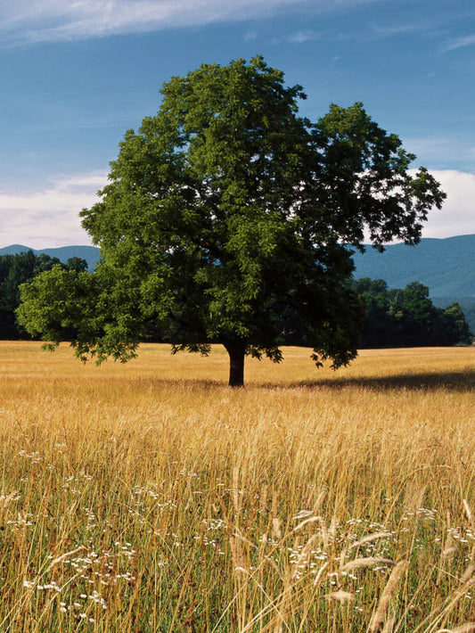 Oak - White