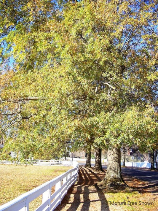 Oak - Willow