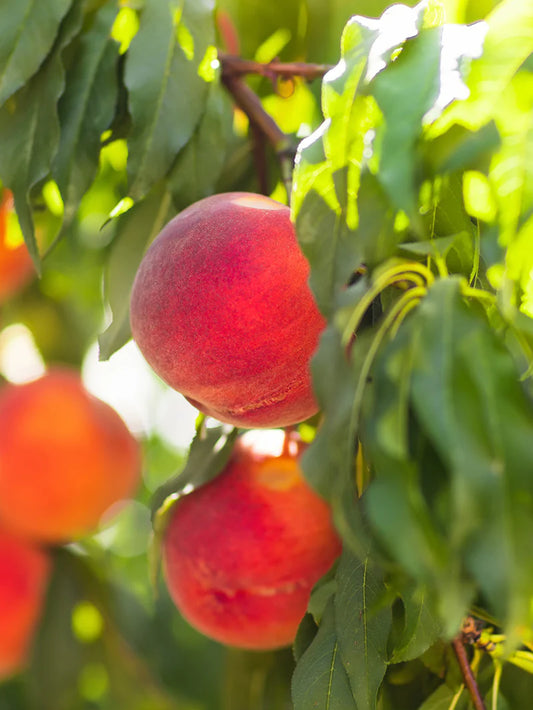 Peach Trees - Winblo