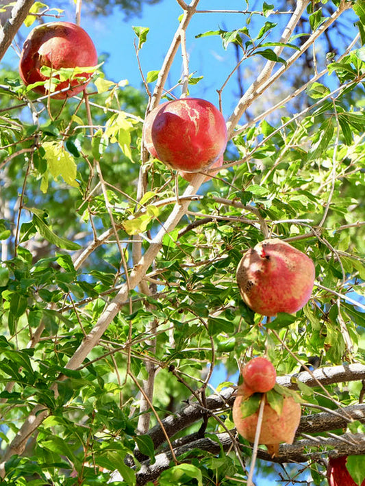Pomegranate Trees - Wonderful