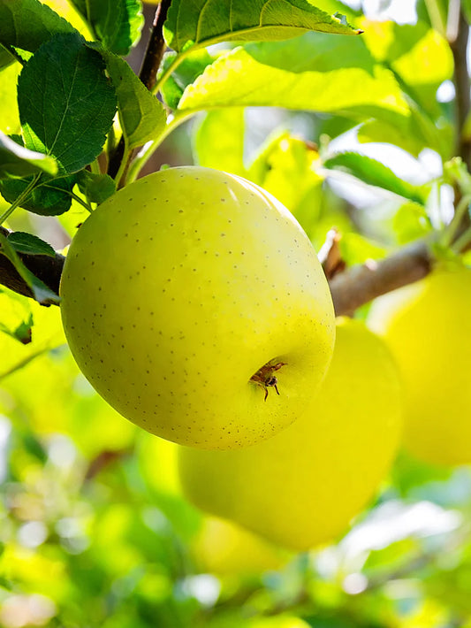Apple Trees - Yellow Delicious